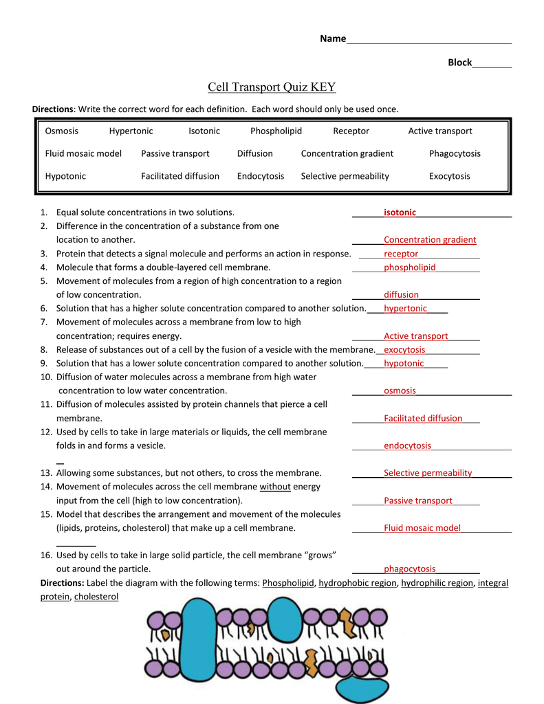 20 Cell Transport Review Worksheet Answer Key Pdf Worksheets Decoomo
