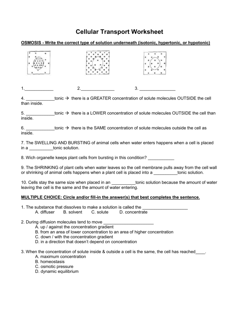 20 Cell Transport Review Worksheet Answer Key Pdf Worksheets Decoomo