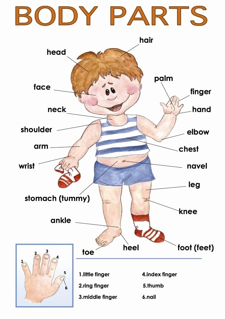 body parts spanish worksheet