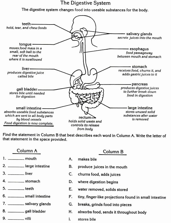 50 Digestive System Worksheet Answers Chessmuseum Template Library