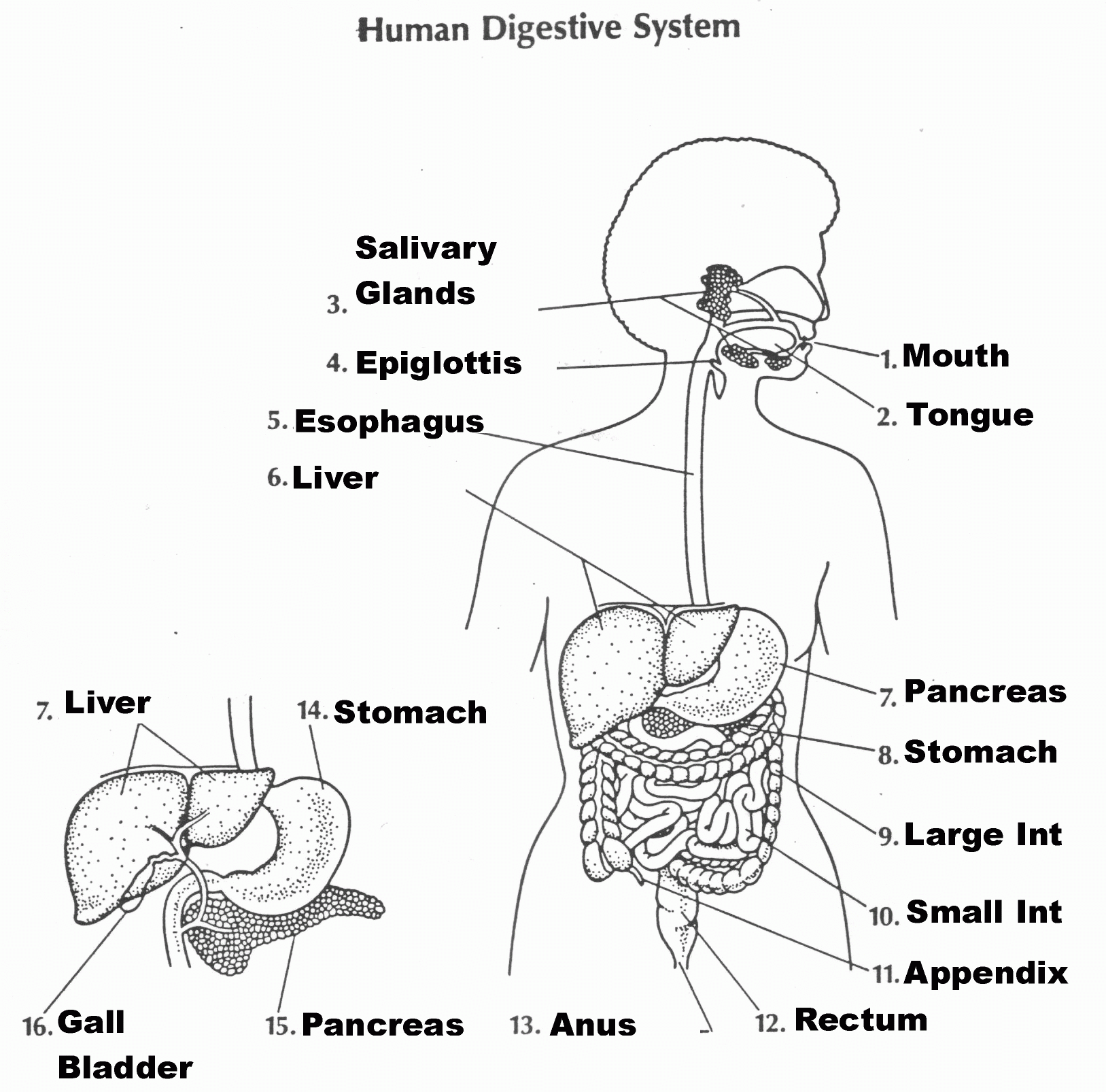 50 Digestive System Worksheet Answers Chessmuseum Template Library
