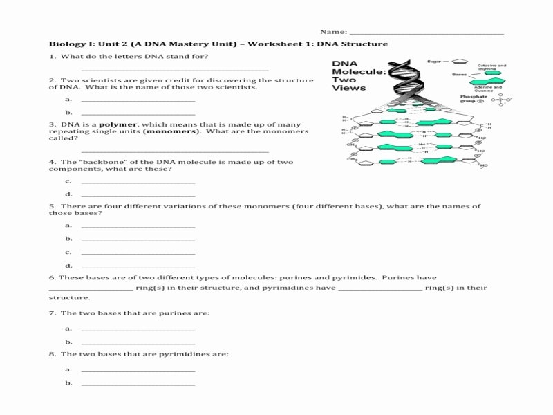 50 Dna Structure Worksheet Answer Key Chessmuseum Template Library