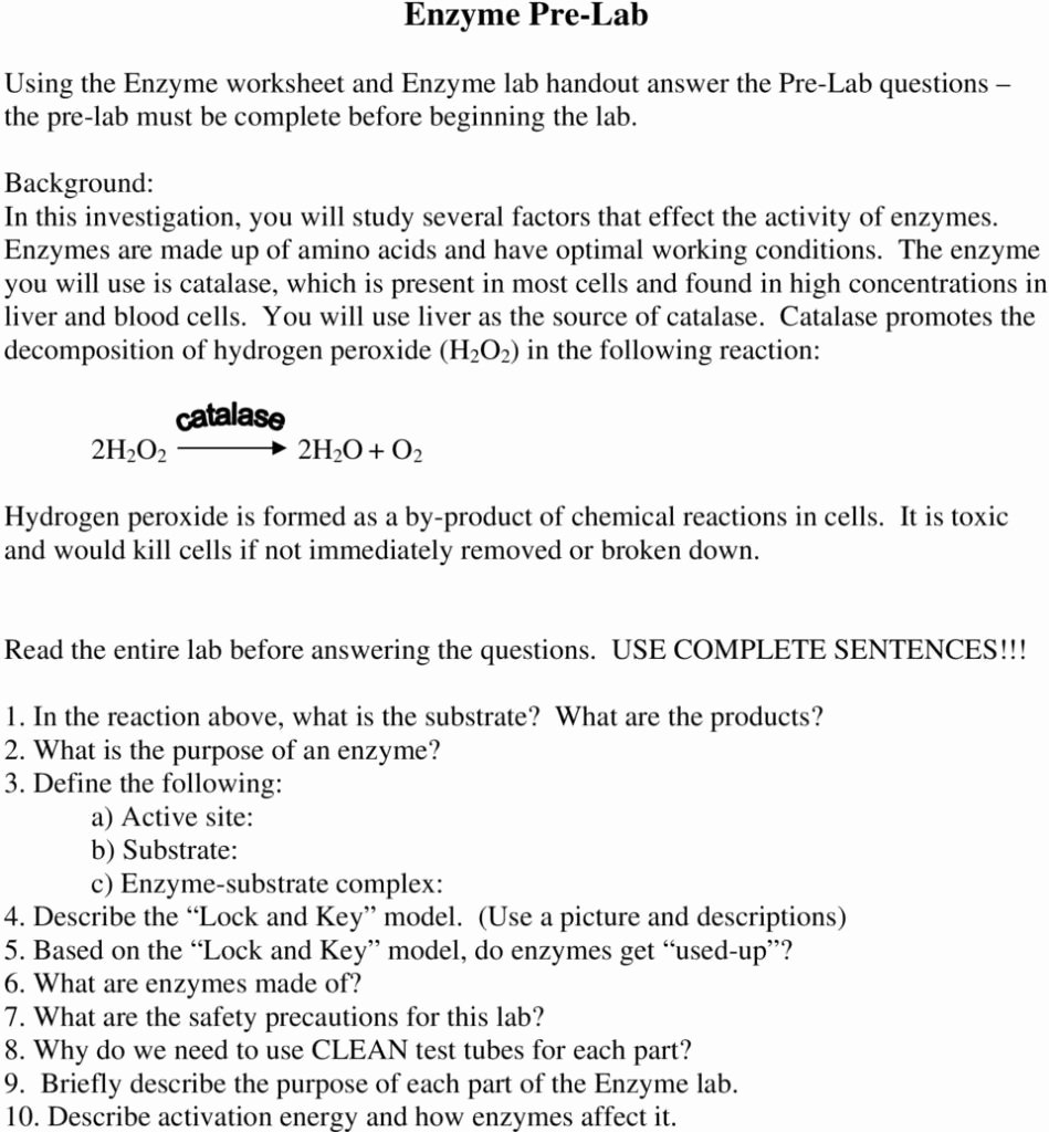 50 Enzyme Reactions Worksheet Answers
