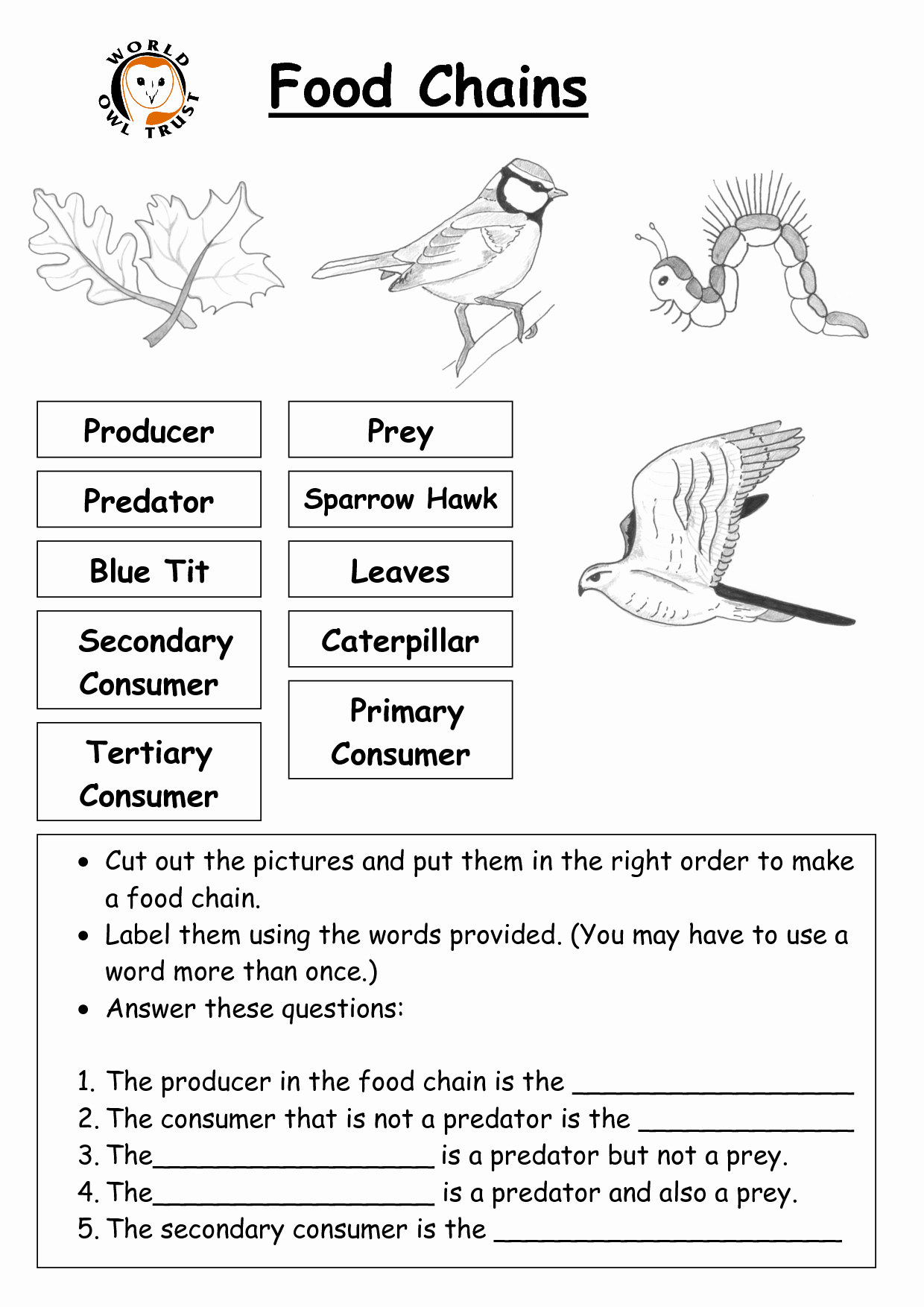 50 Food Chains And Webs Worksheet