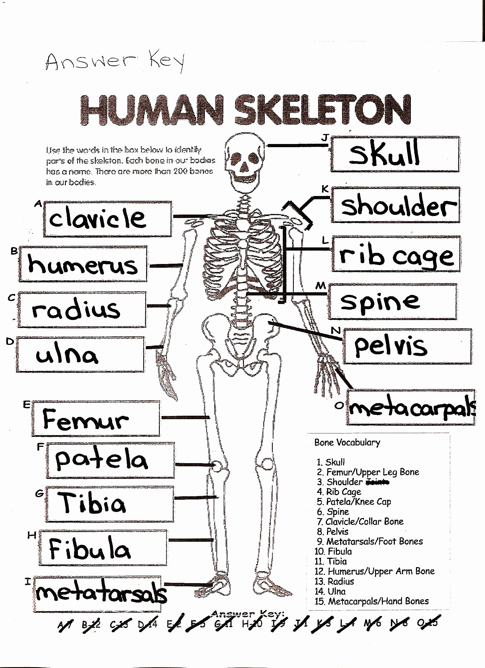worksheet skeletal system