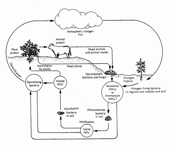50 The Carbon Cycle Worksheet Answers Chessmuseum Template Library