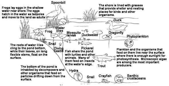 7 Ecosystem Pyramid Worksheet Worksheeto