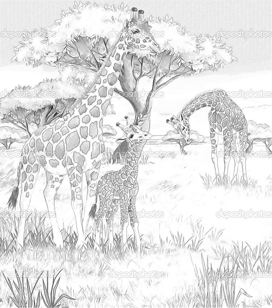 Adult Coloring Pages Safari Coloring Home