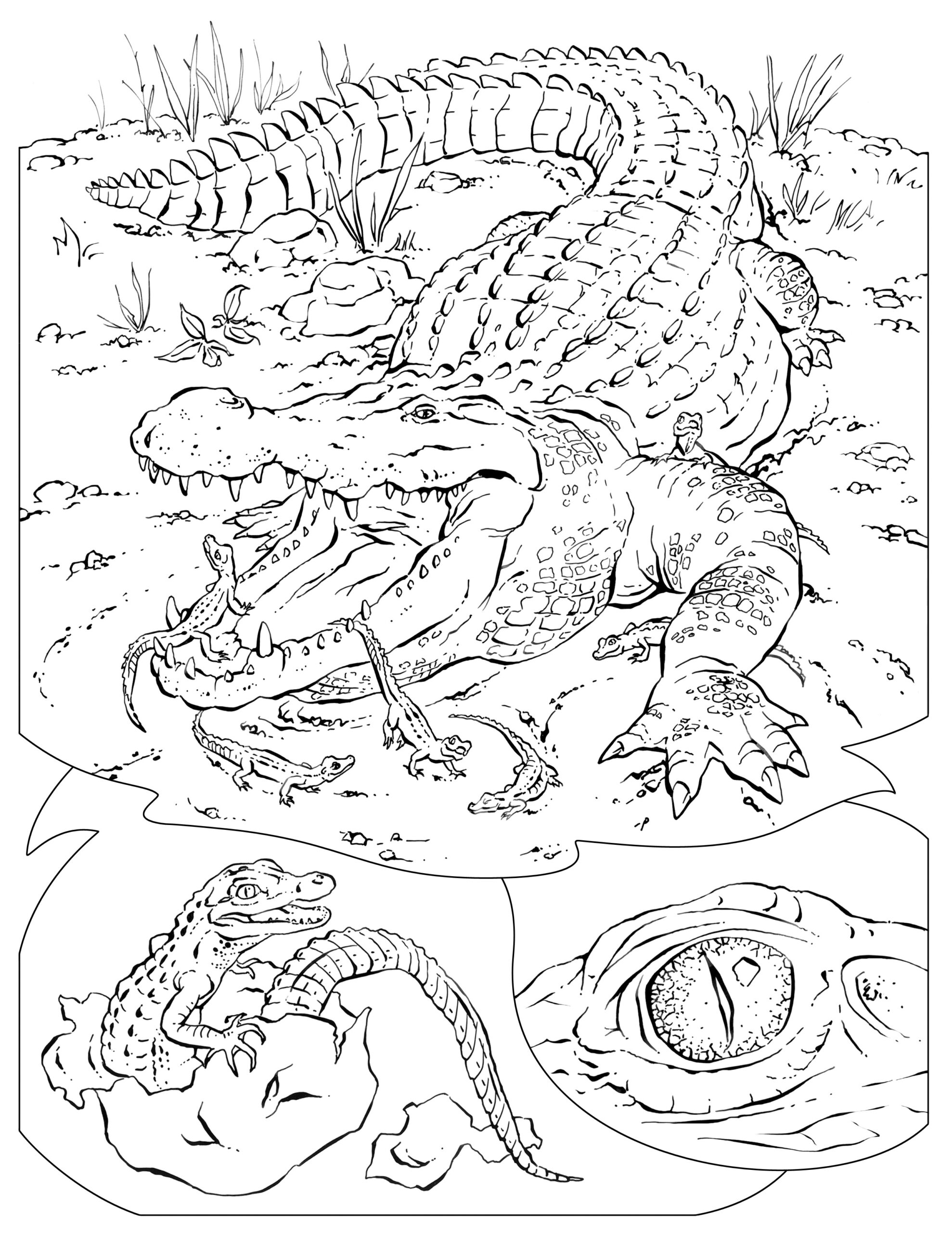 Alligator Coloring Page Image Animal Place