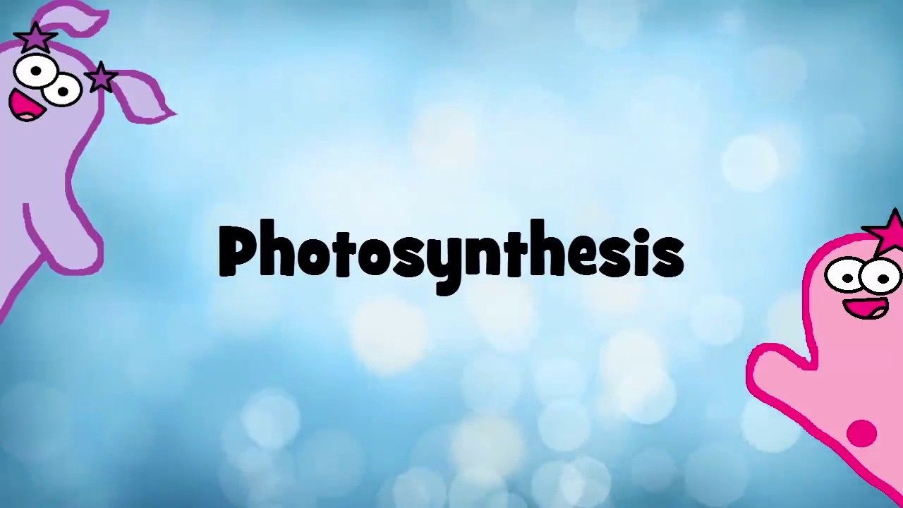Amoeba Sisters Photosynthesis Worksheet Printable Word Searches