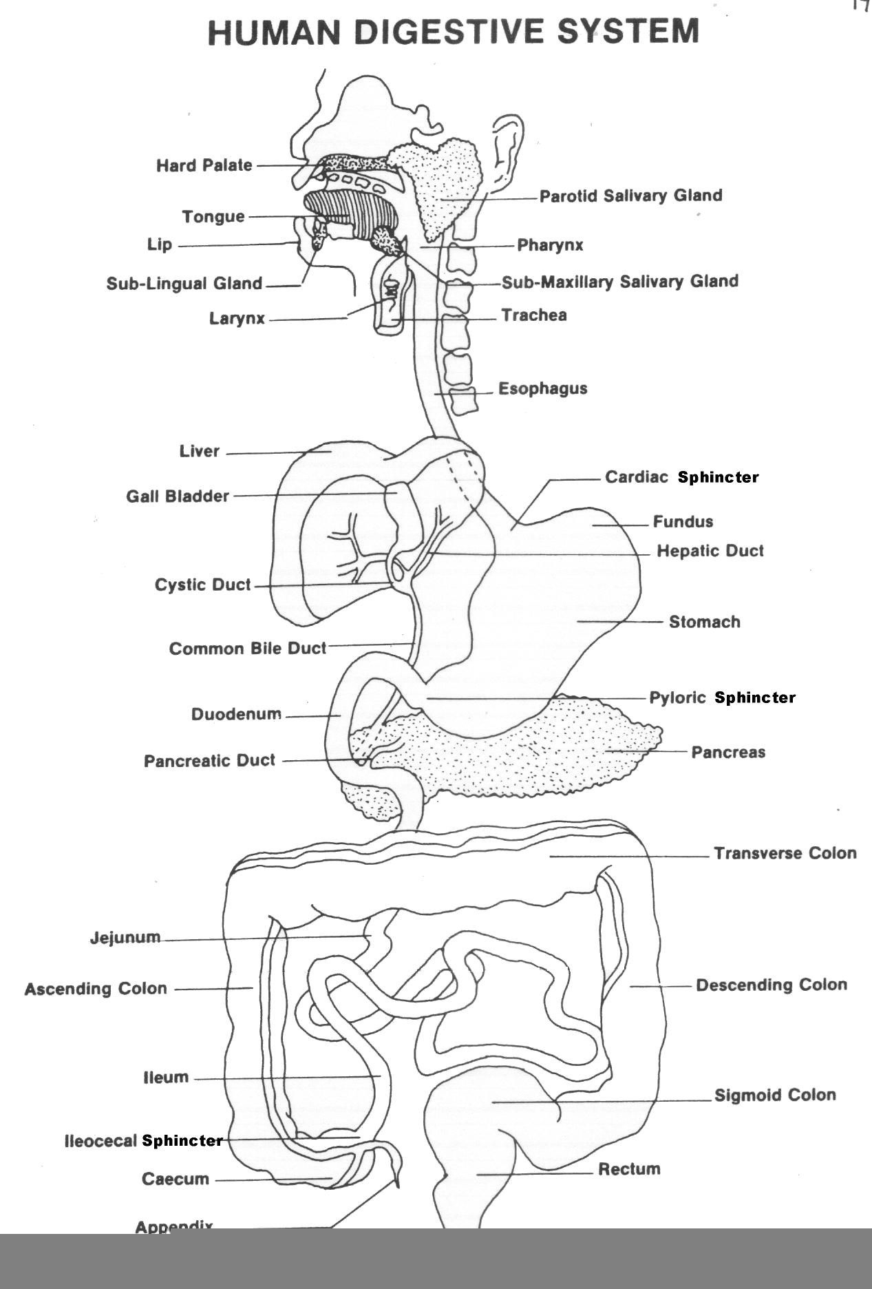 Anatomy And Physiology Labeling Worksheets Anatomy Worksheets