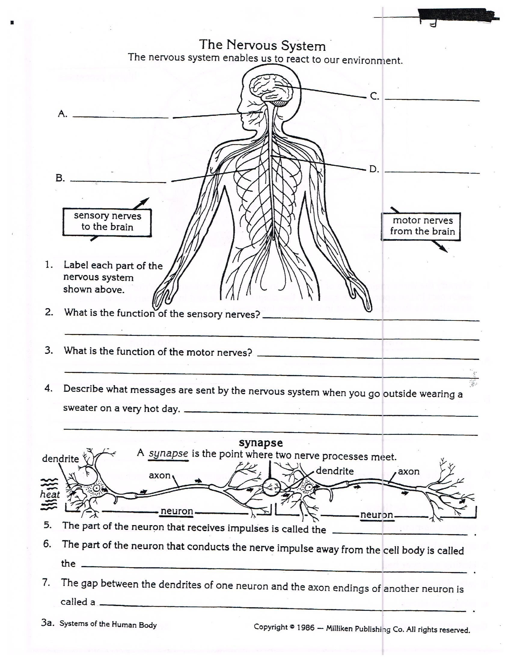 Animal Anatomy And Physiology Worksheets Anatomy Worksheets