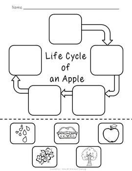 apple life cycle worksheet