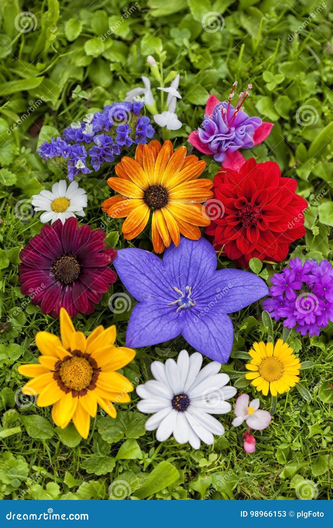 Assorted Flowers Stock Image Image Of Lilac Ecosystem 98966153