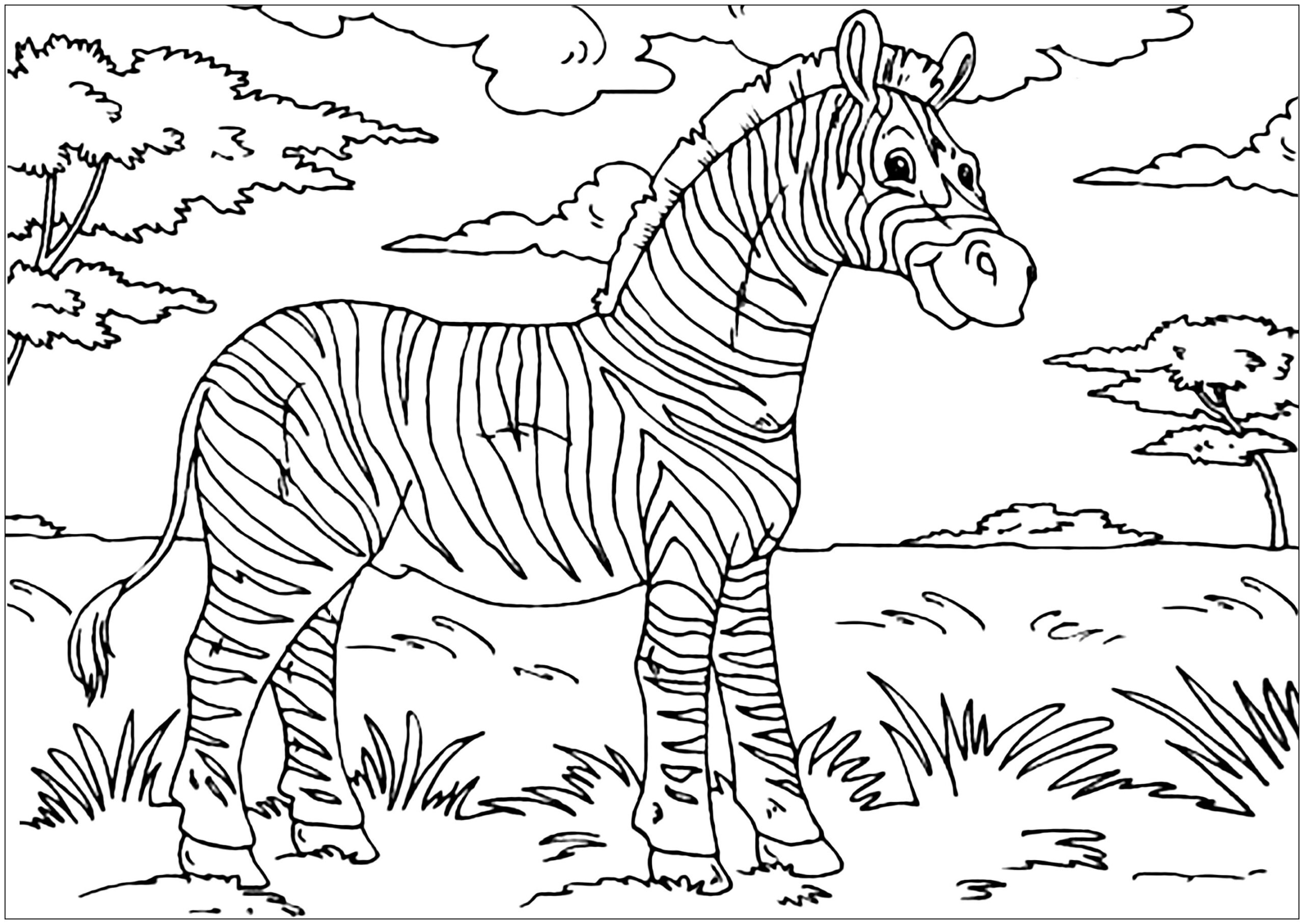 Beautiful Zebra In The Savannah Zebras Coloring Pages For Kids