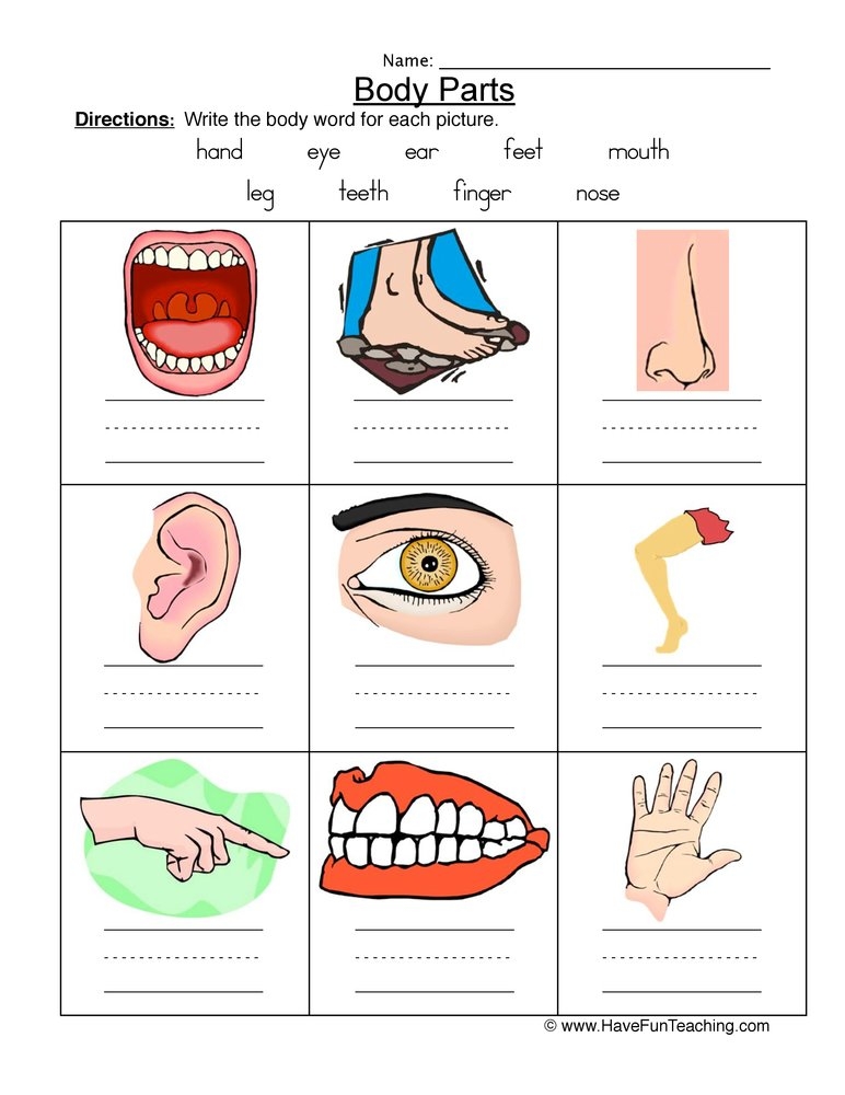 body part worksheet