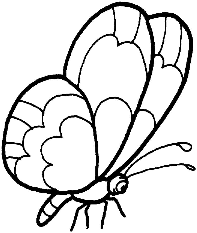 Butterfly For Kid