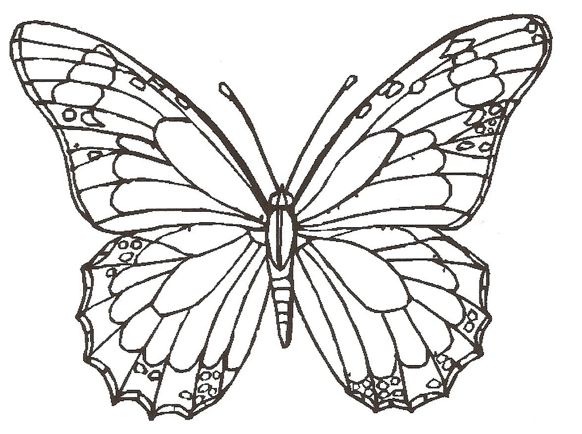 Butterfly Wings Drawing At GetDrawings Free Download