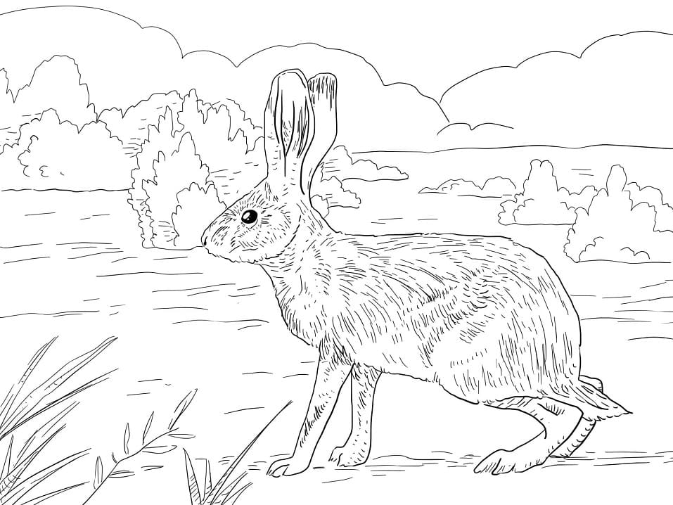 Rabbit Coloring Pages Printable