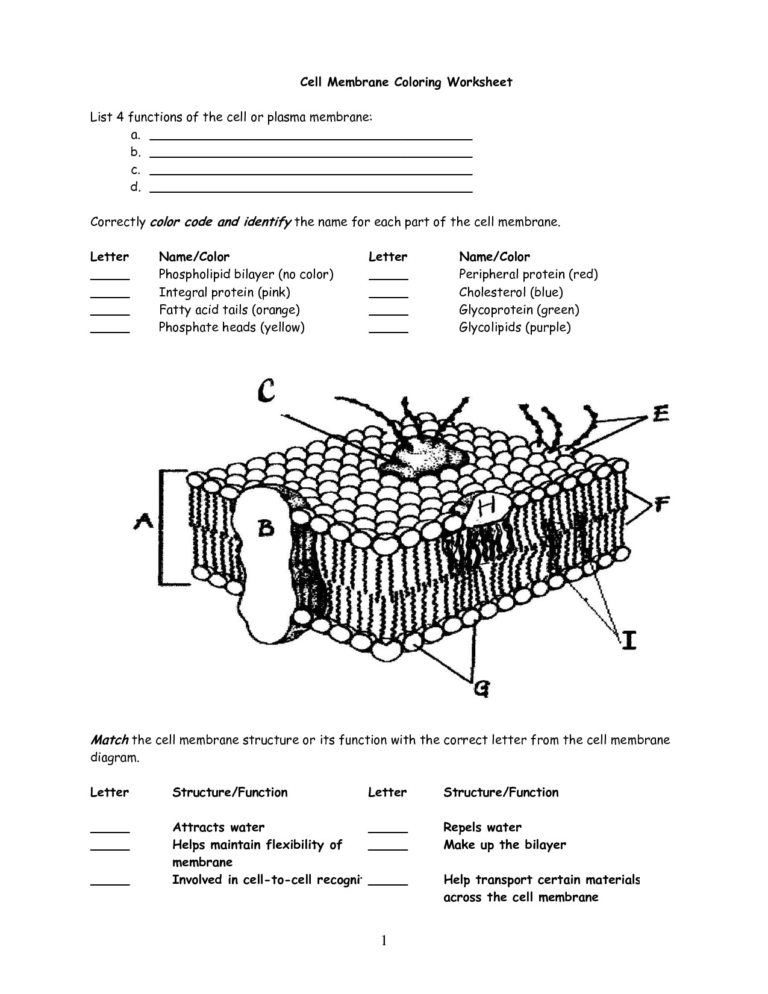Cell Membrane Coloring Worksheet Fresh Cell Membrane Db excel