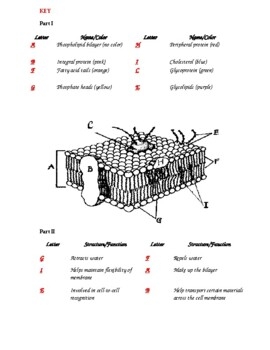 Cell Membrane Identifying And Coloring Worksheet With Key Worksheets 