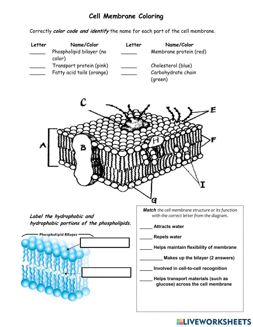 Cell Membrane Structure Function Reading Interactive Online