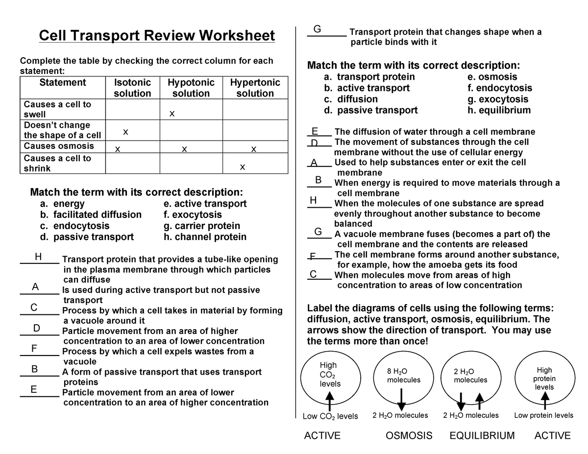 cell transport review worksheet answer key