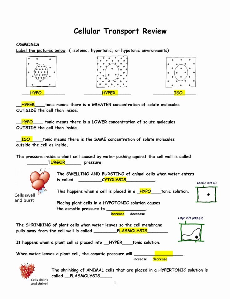 Cellular Transport Worksheet Answer Key