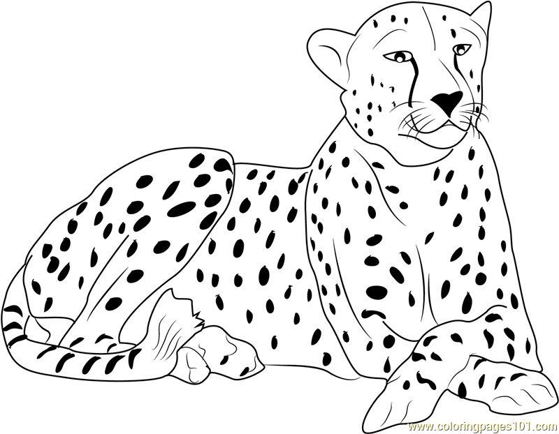 free coloring pages cheetah