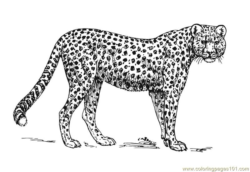 Cheetah Coloring Page Free Printable Coloring Pages
