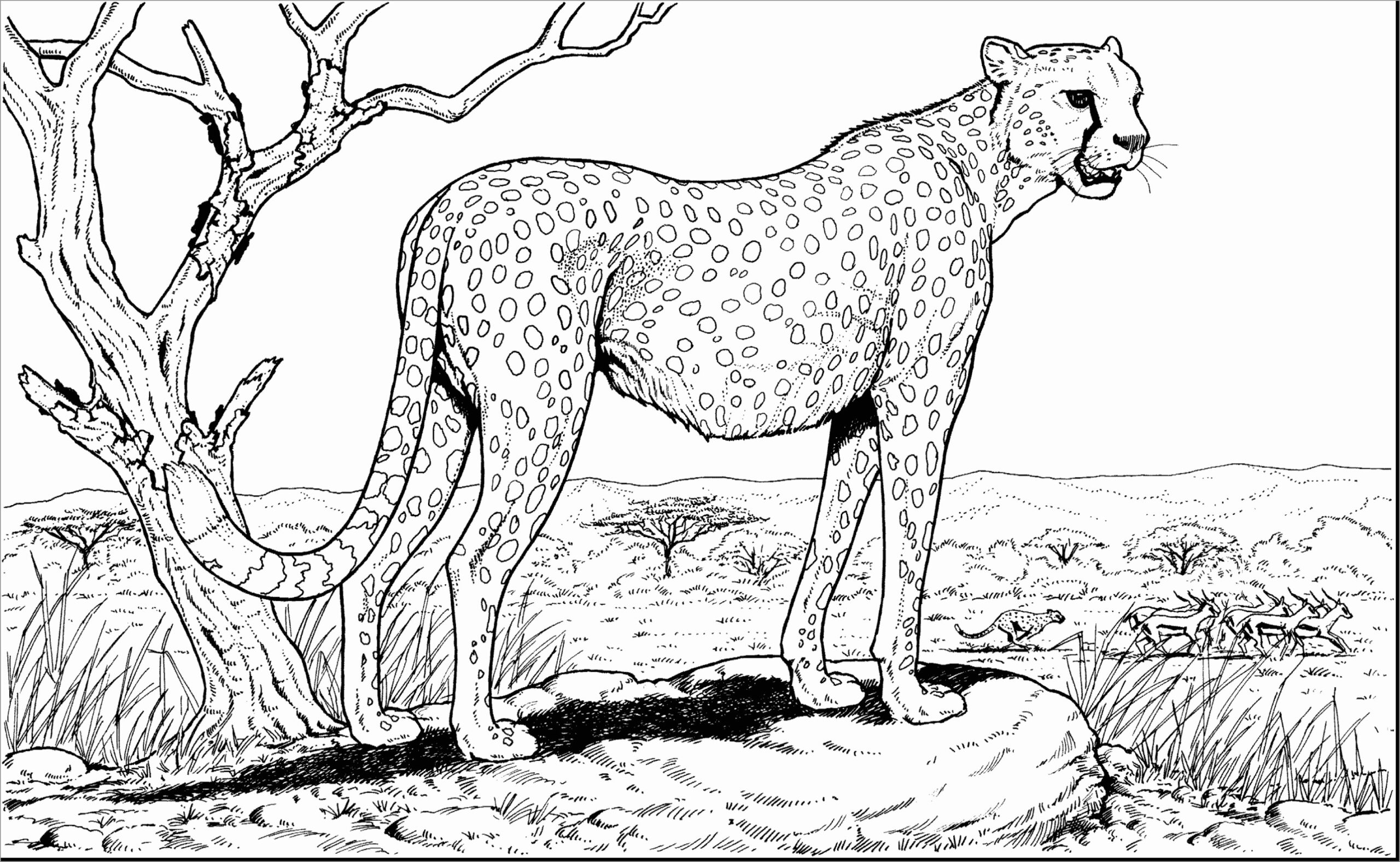 Cheetah Coloring Pages ColoringBay