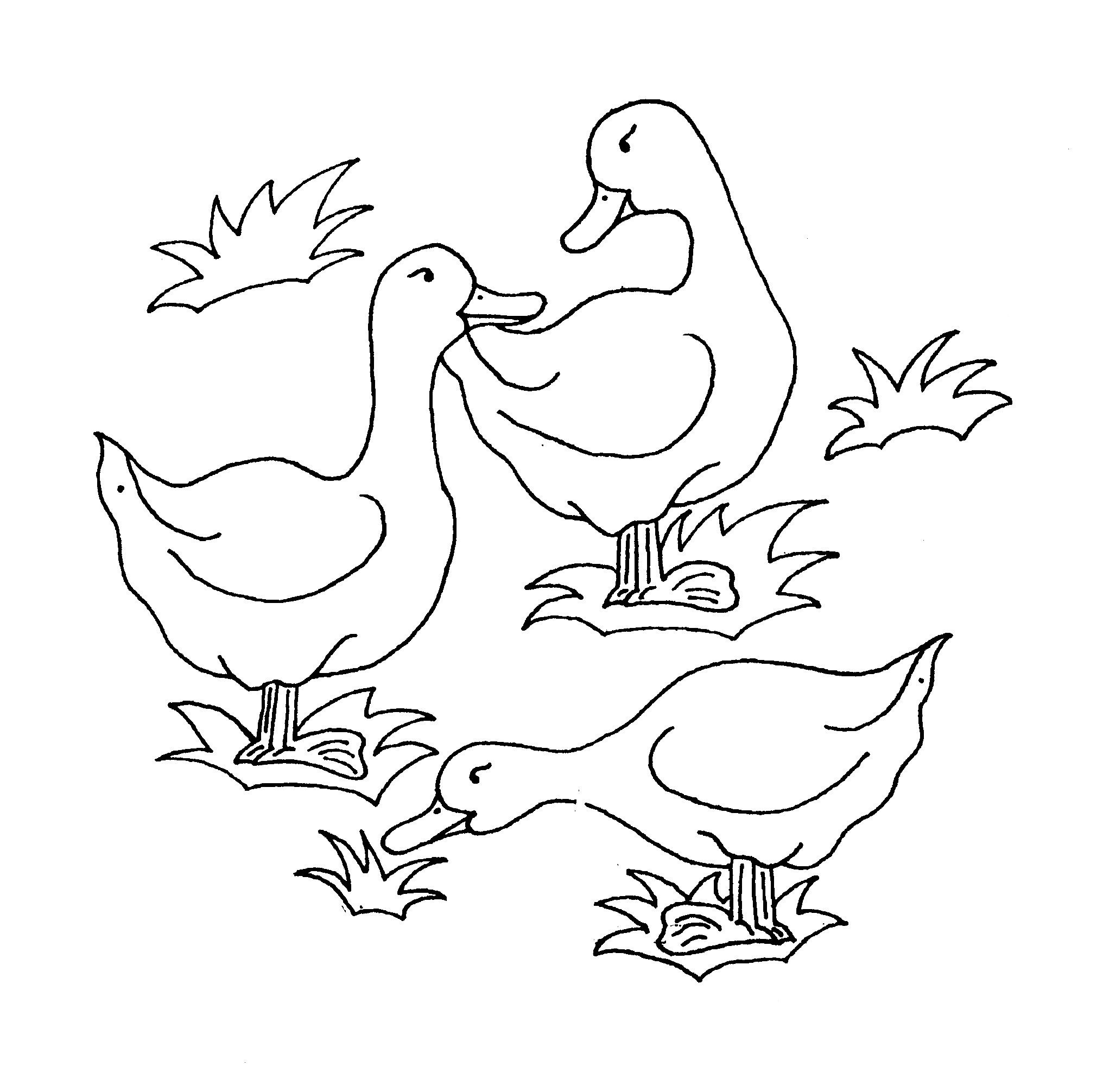 Coloring Page Of Ducks Animal Place