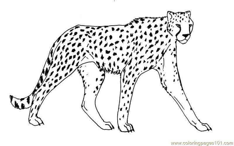 Coloring Pages Cheetah Animals gt Cheetah Free Printable Coloring 