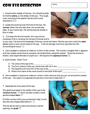 Cow Eye Dissection Worksheets Library