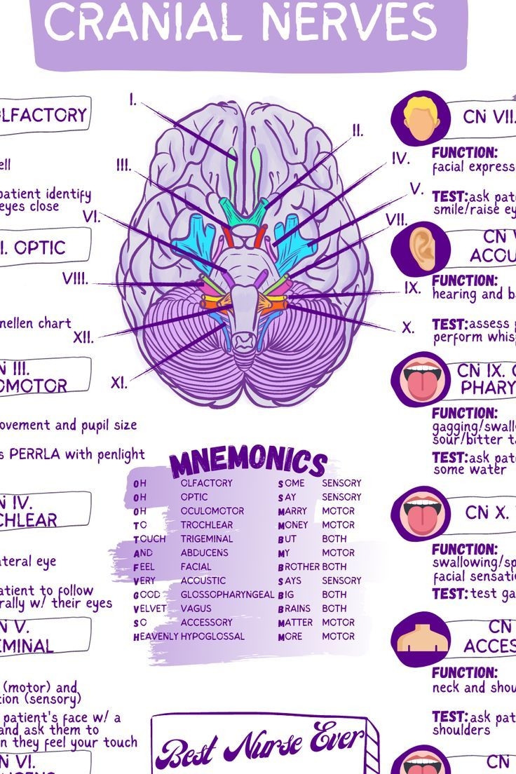 Cranial Nerves Functions Worksheet Template student Nurse Review