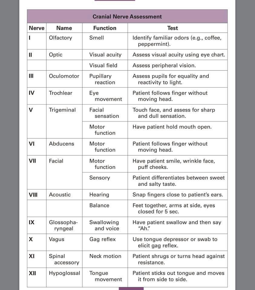 Cranial Nerves Worksheet Engaging Worksheet Activities