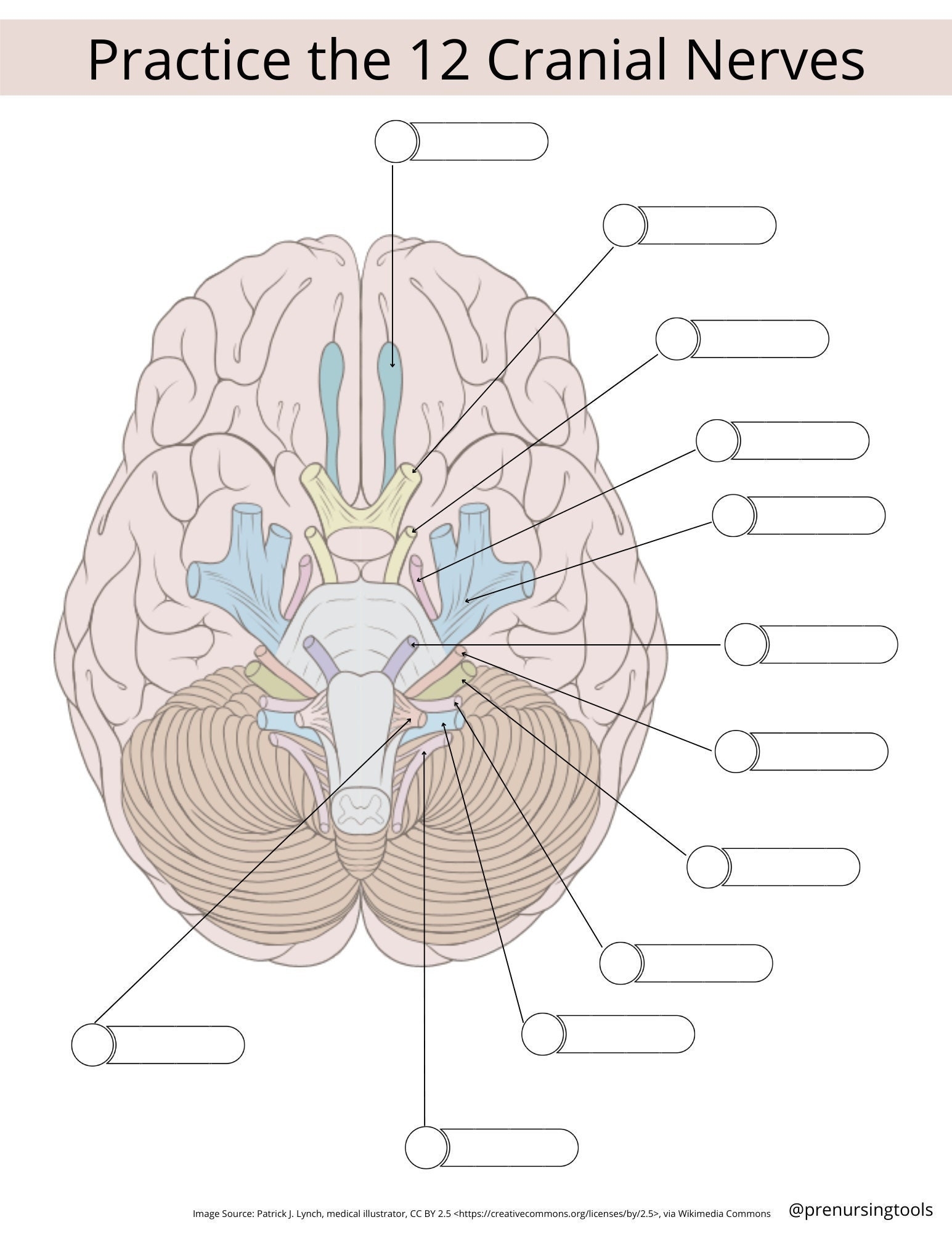 cranial nerves worksheet