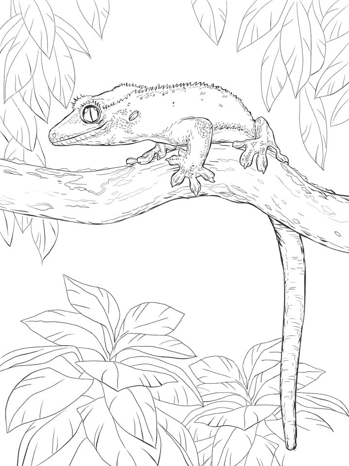 Crested Gecko