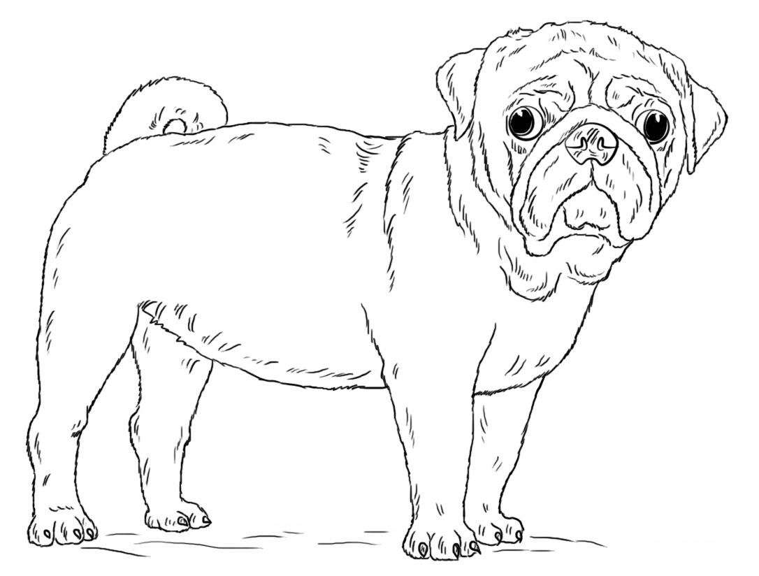 Pug Color Page