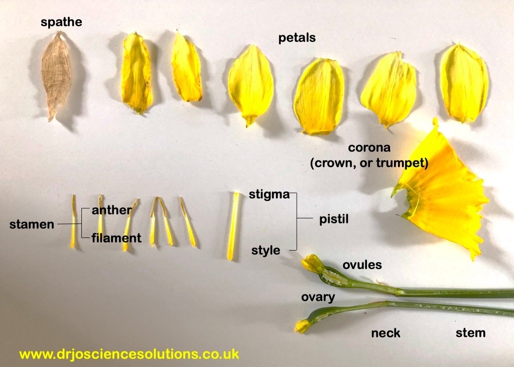 Daffodil Dissection Dr Jo Science Solutions Worksheets Library