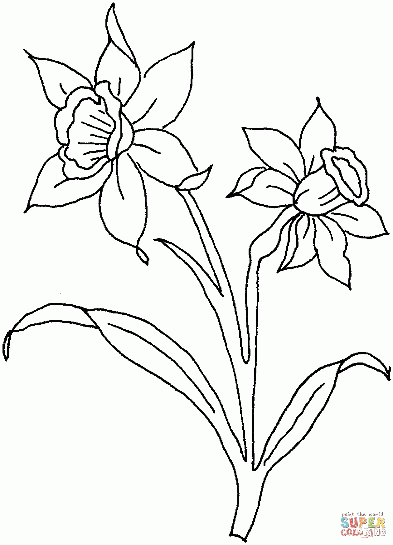 Daffodil Drawing Outline At GetDrawings Free Download
