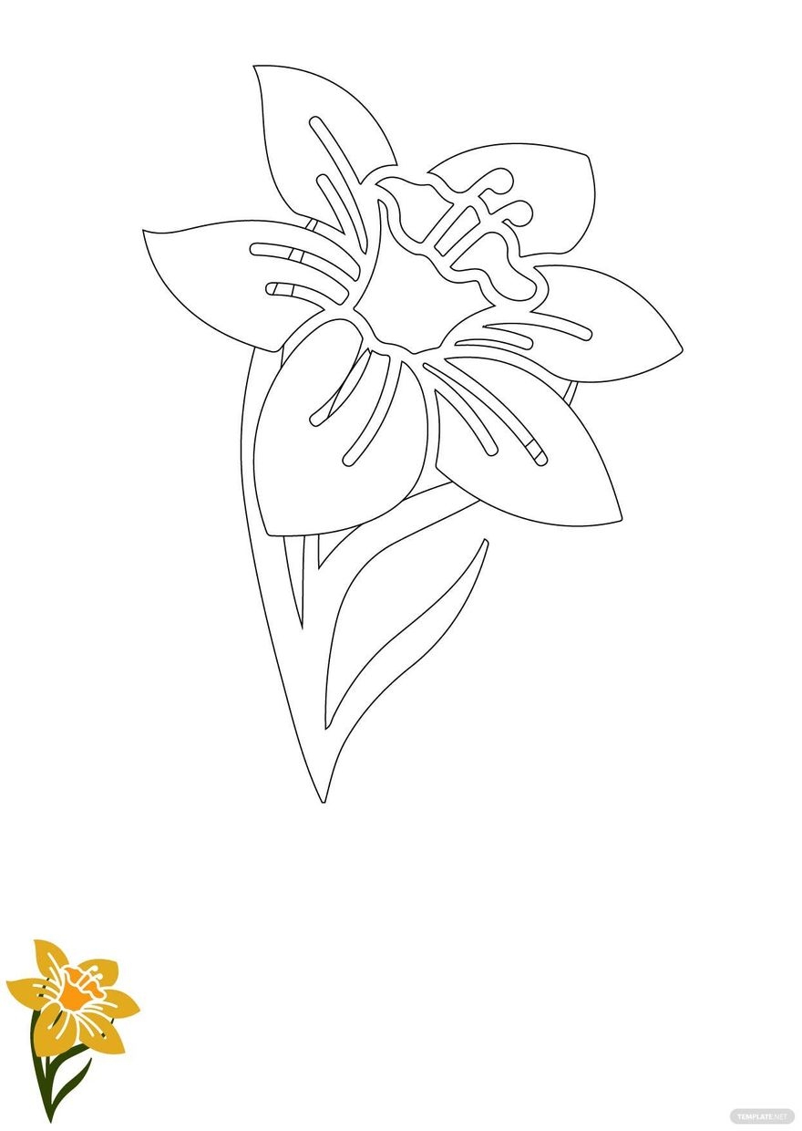 Daffodil Flower Coloring Page In JPG EPS PDF Download Template