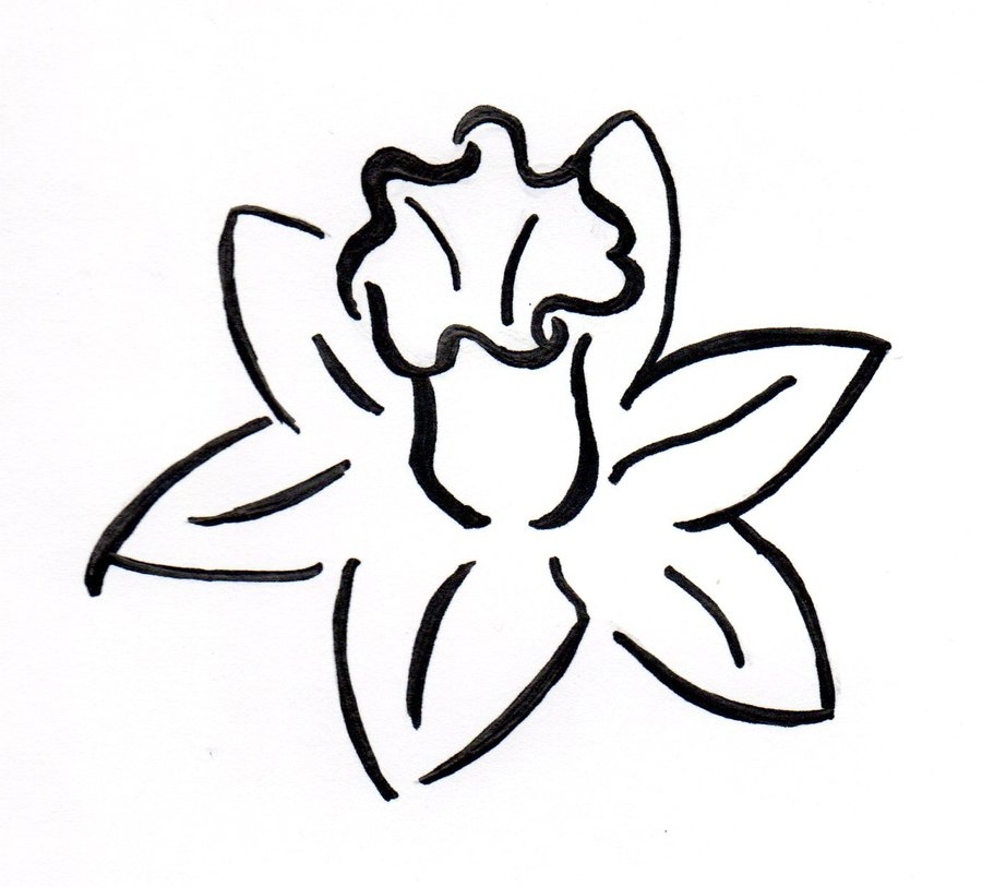 Daffodil Outline Simple And Elegant Floral Design