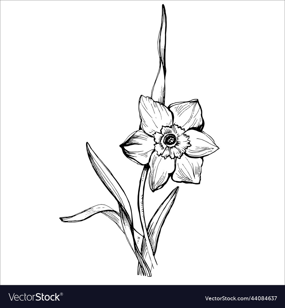 daffodil outline simple