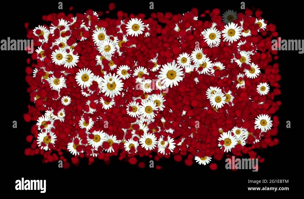 Daisy Shaped Flower Stock Videos Footage HD And 4K Video Clips Alamy