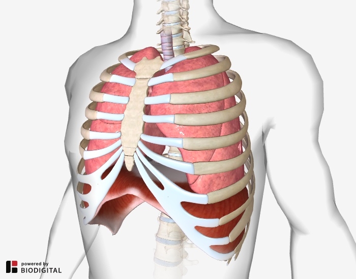 Diaphragmatic Breathing Worksheet Master The Art Of Diaphrag