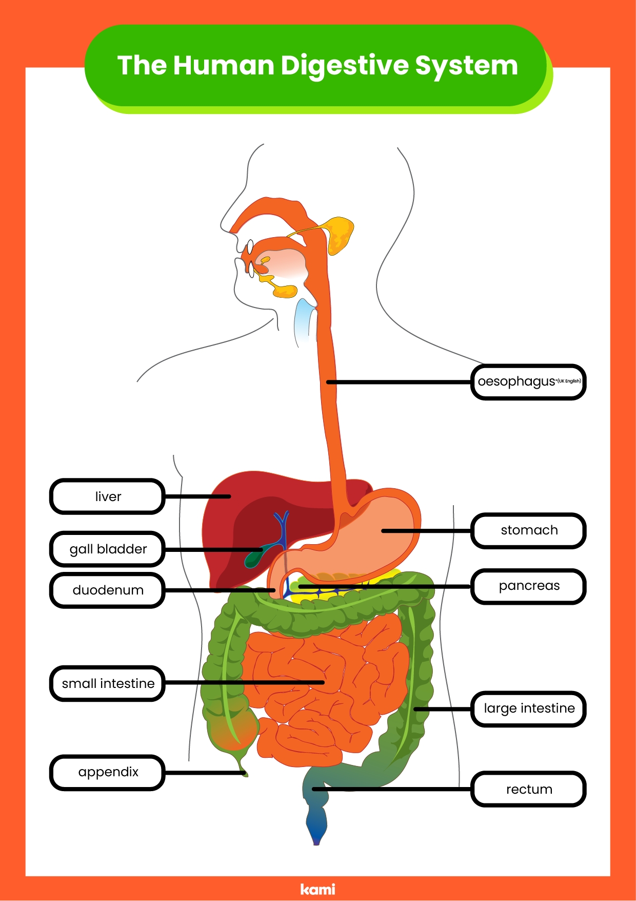 digestive system worksheet answers