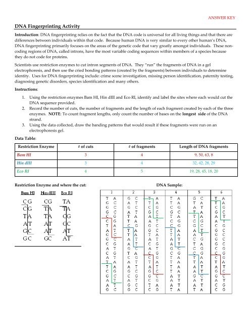 Dna Fingerprinting Worksheet Answers English Worksheet