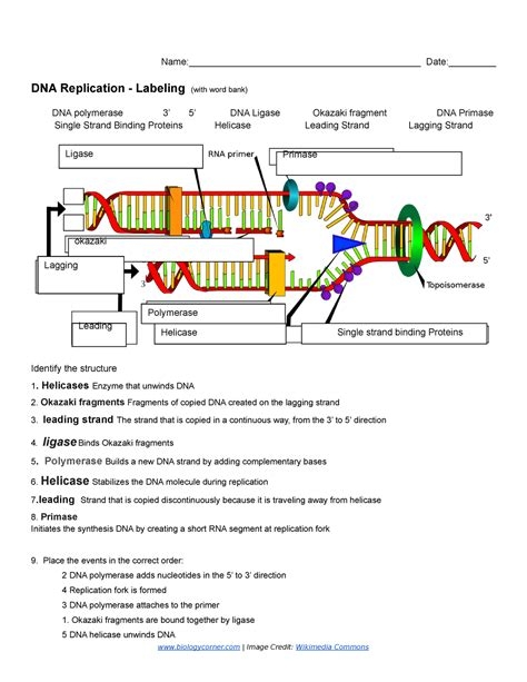worksheet dna replication
