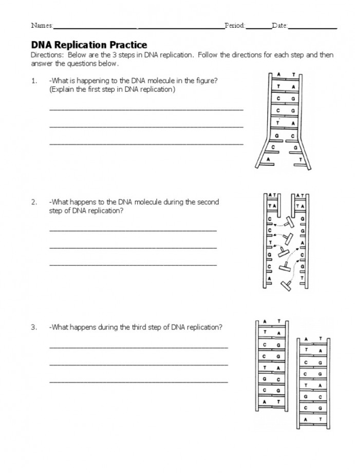Dna Replication Practice Worksheet Answers Pdf Printable PDF Template
